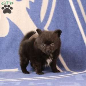 Dolly, Pomeranian Puppy